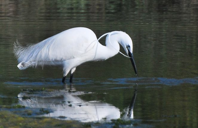 oiseau proche du camping le Cormoran
